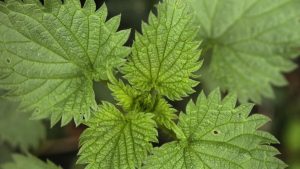 Detailed macro shot of green stinging nettle leaves with spiky edges.