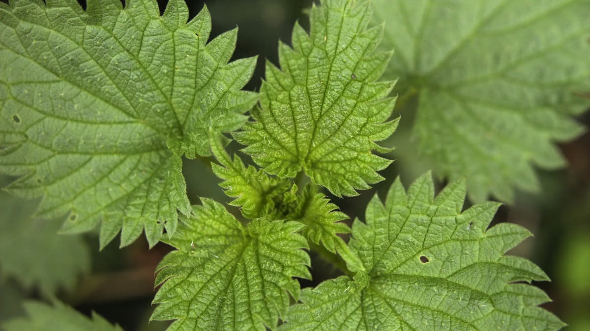 Detailed macro shot of green stinging nettle leaves with spiky edges.